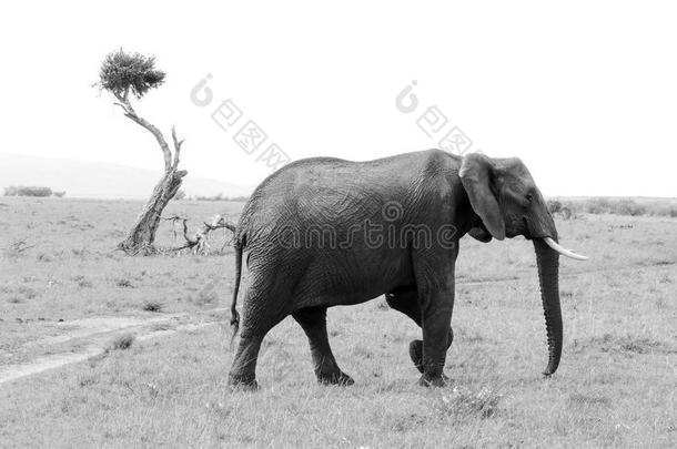 马赛马拉游戏<strong>保护</strong>区一只<strong>大象</strong>穿过一条路。