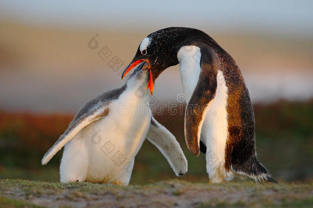喂食场景。 年轻的绅士企鹅在成年绅士企鹅旁边觅食，福克兰群岛。 草地上的企鹅。 年轻的绅士和爸爸在一起
