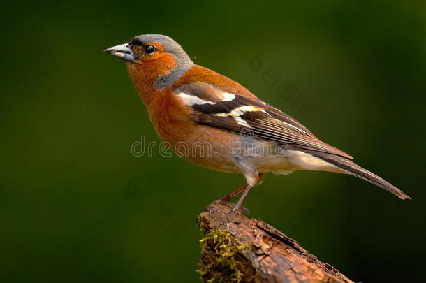查芬奇，芬吉拉·科勒布斯，橙色的鸣鸟坐在漂亮的地衣树枝上。 在自然森林里的碎鸟