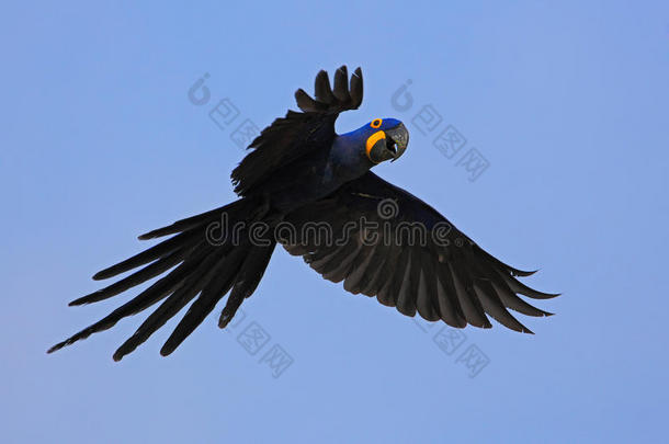 大蓝鹦鹉风信子马考，风信子，野鸟在深蓝色的天空上飞翔，大自然中的动作场景