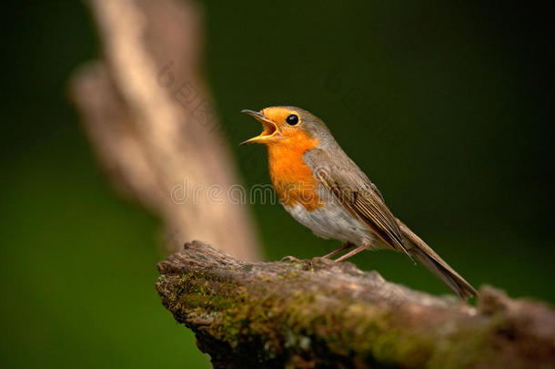 欧洲知更鸟，erithacusRubecula，橙色鸣鸟坐在树枝上，开着账单，漂亮的地衣树枝，鸟在纳特