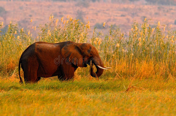 非洲大象在水中行走，黄绿草，大动物在自然栖息地，乔贝国家公园，博茨瓦纳，AFR