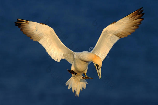 飞海鸟，北甘尼特，苏拉巴萨纳，登陆图海，背景为深蓝色海水，赫尔戈兰岛，<strong>胚芽</strong>