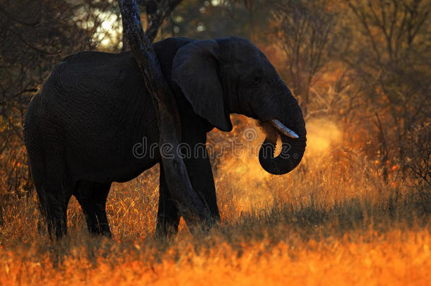 非洲大象，有傍晚的阳光，背光，动物在自然栖息地，坦桑尼亚