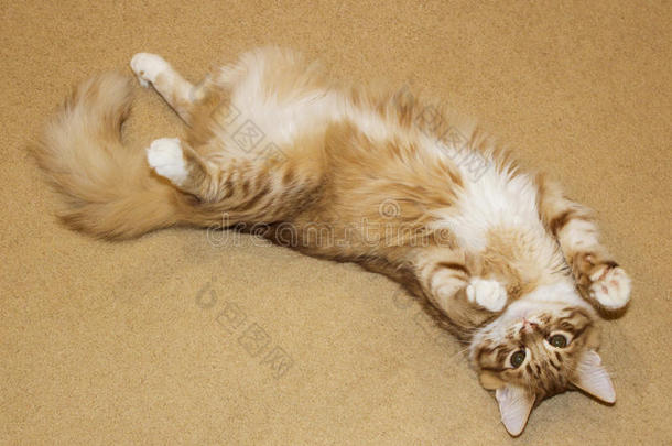 猫正舒展着躺在米黄色的地毯上