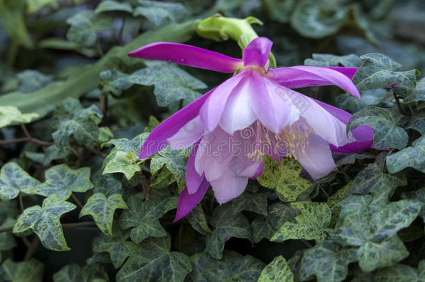 关闭粉红色兰花仙人掌花。