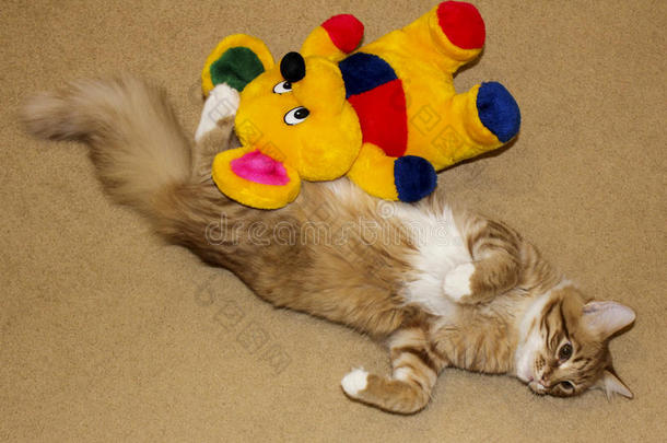 猫正<strong>舒展</strong>着躺在米黄色的地毯上