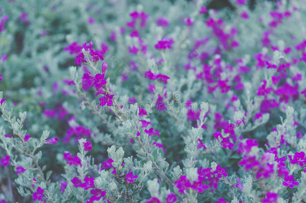灰植物，气压计刷，紫色鼠尾草，德克萨斯护林员花，p