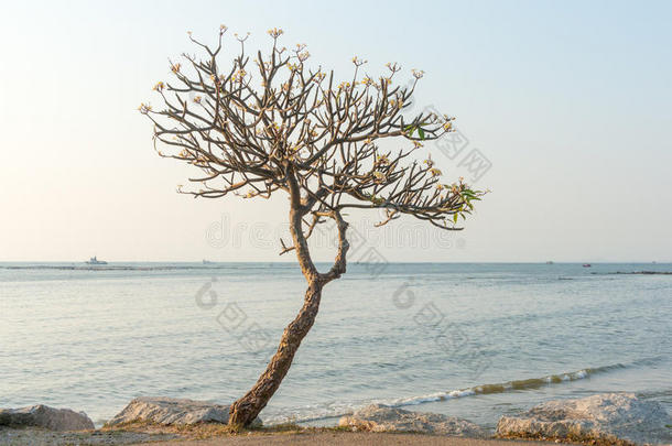 海边的弗兰吉帕尼树。 在海边。