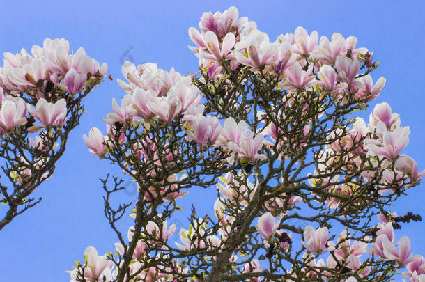蓝天背景上盛开的玉兰花，春天