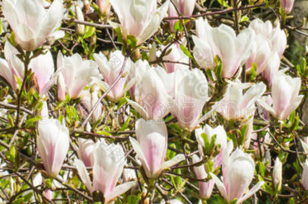 春天，在阳光明媚的花园或公园里盛开五颜六色的玉兰花