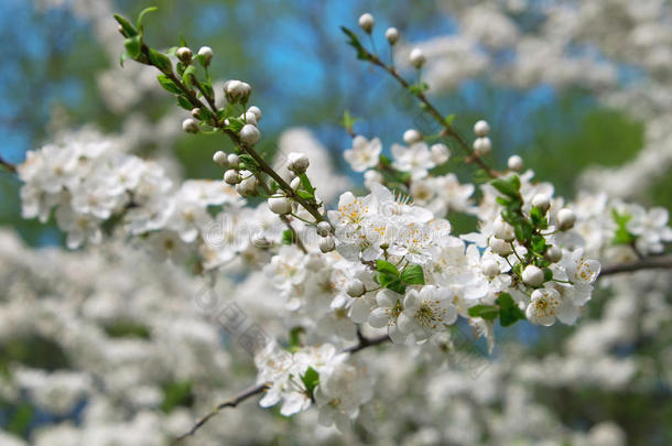 樱桃开花枝