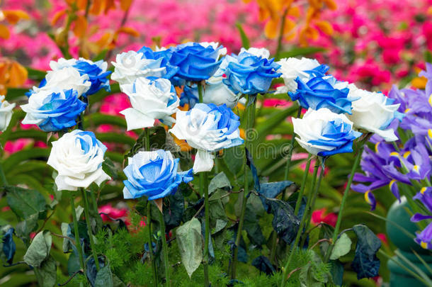 蓝白玫瑰