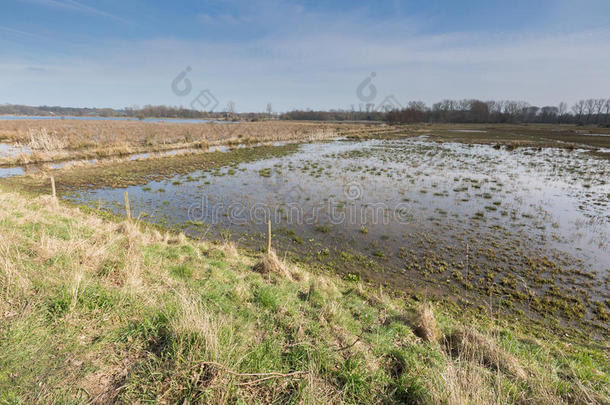 比利时沼泽布洛克泛滥的草