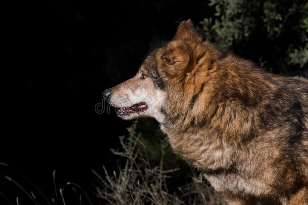 动物黑色犬科动物<strong>食肉</strong>动物<strong>食肉</strong>的