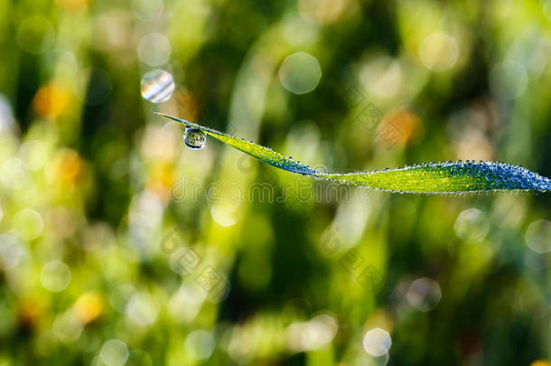 绿草与<strong>露珠特写</strong>