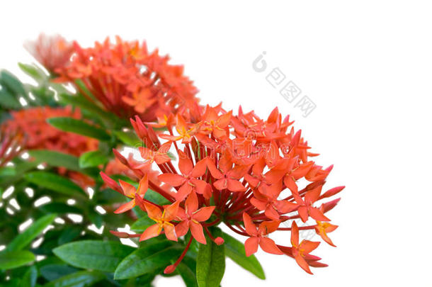 特写镜头一堆完全绽放的红色Ixora-与白色背景隔离