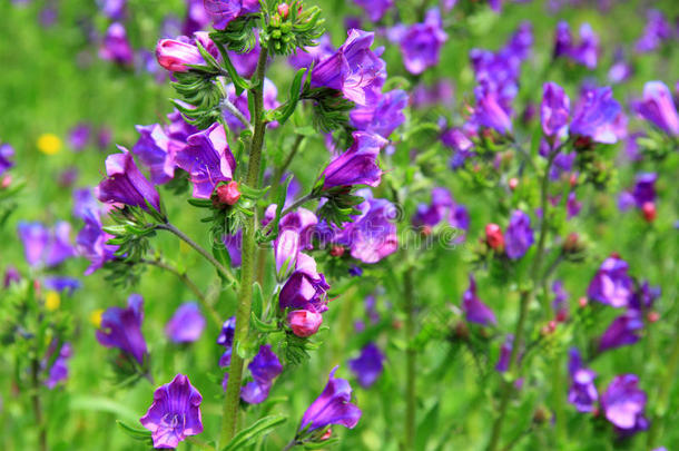 紫荆花的颜色从蓝色到紫色不等