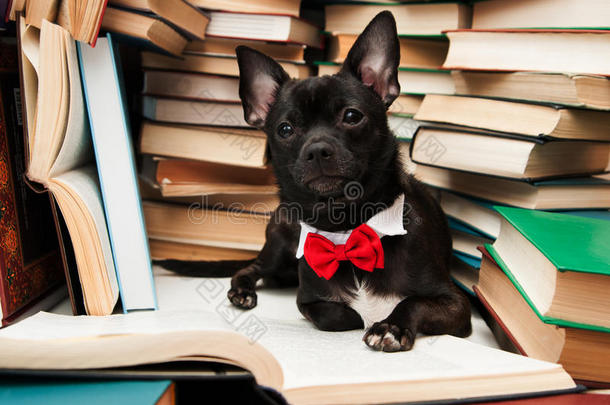 图书馆里带蝴蝶结读书的黑狗