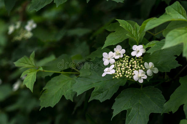 开花弧菌科