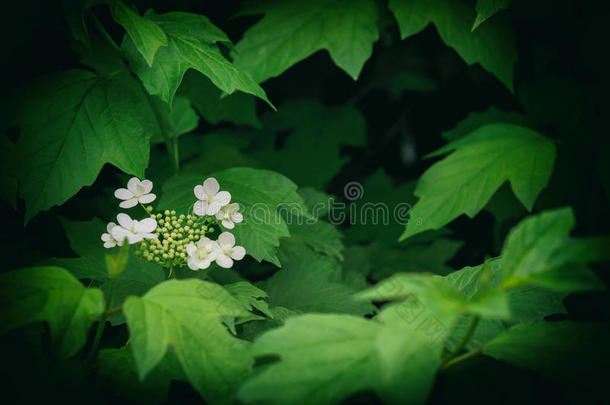 五福花科背景开花花树叶