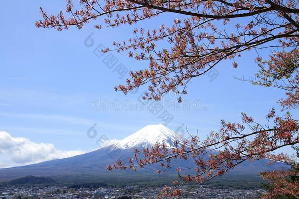 富士山和樱花