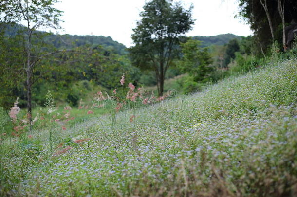 山羊杂草花