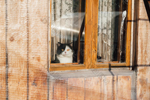 猫坐着看着窗外