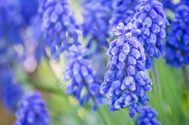 美丽的春天，蓝色的花朵，肌肉
