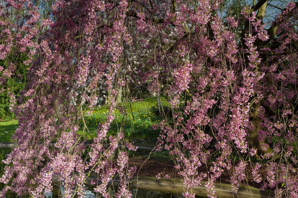 盛开的大樱桃树的细节