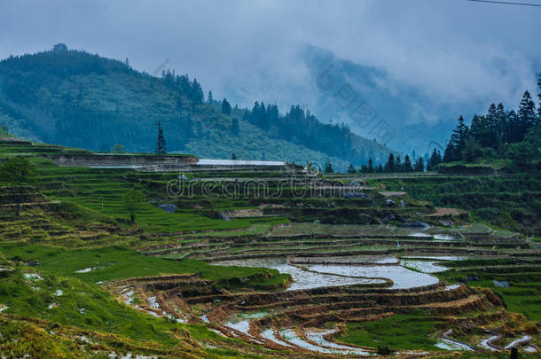 春天美丽的梯田风景