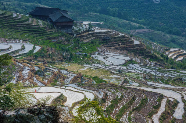 春天美丽的梯田风景