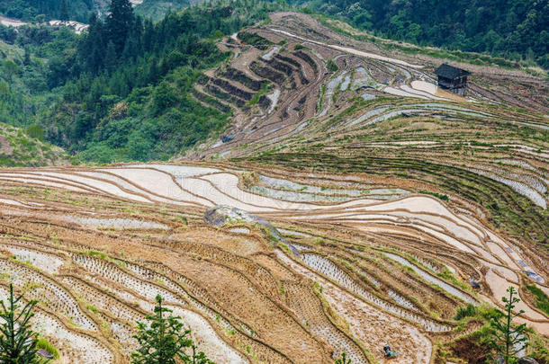 春天美丽的梯田风景