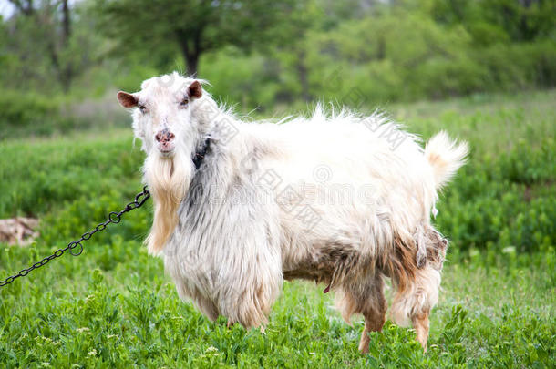 山羊在一个连锁村庄的草地上吃草