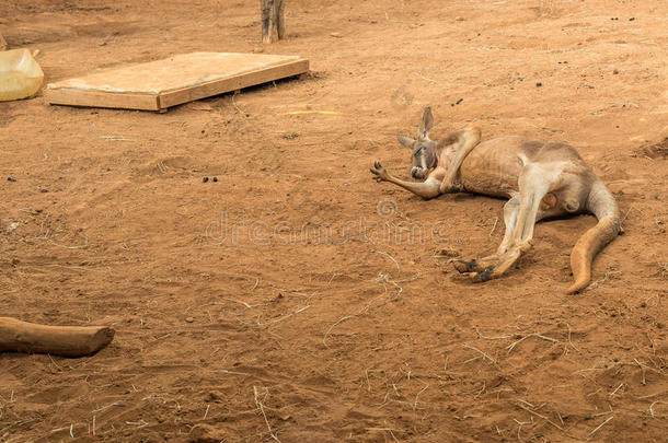澳大利亚袋鼠站在地上睡觉