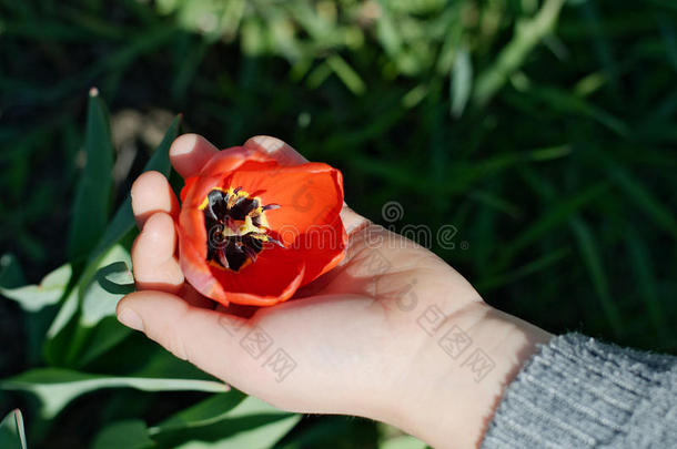 开花小孩<strong>奉献</strong>精神排放提取