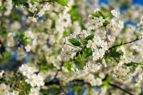 花树在自然背景上，春天的花朵，春天的背景