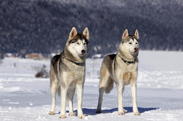 阿拉斯加动物美丽的繁殖犬科动物