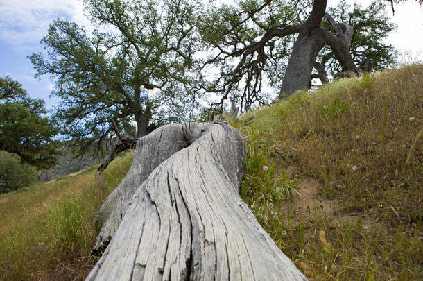 在美丽的尖峰国家公园里倒下的树。 加利福尼亚。 美国