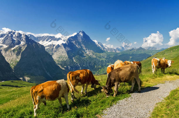 美丽的田园高山景观与牛，阿尔卑斯山和乡村在夏天