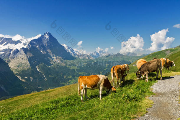 美丽的田园高山景观与牛，阿尔卑斯山和乡村在夏天