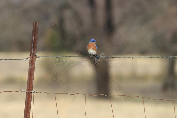 蓝鸟在一个乡村的电线牧场围栏上，向侧面看