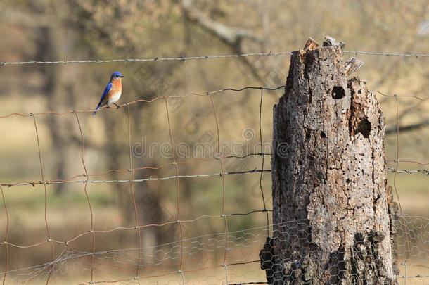 <strong>蓝鸟</strong>在一个乡村的电线牧场围栏上，向侧面看