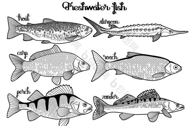 图形淡水鱼收集