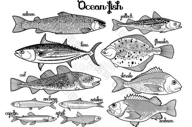 图形海洋鱼类收集