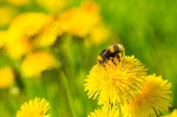 大黄蜂坐在黄色的蒲公英花上