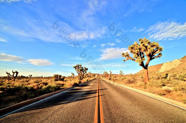 沙漠道路与约书亚树在约书亚树国家公园