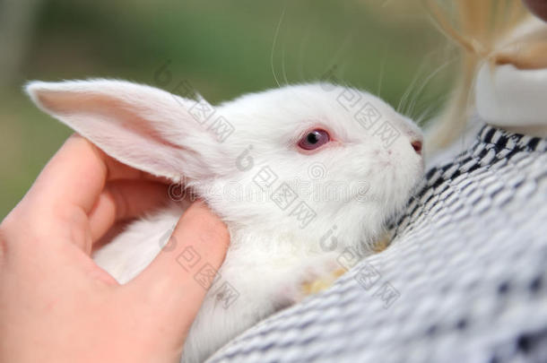 白兔宝宝在手