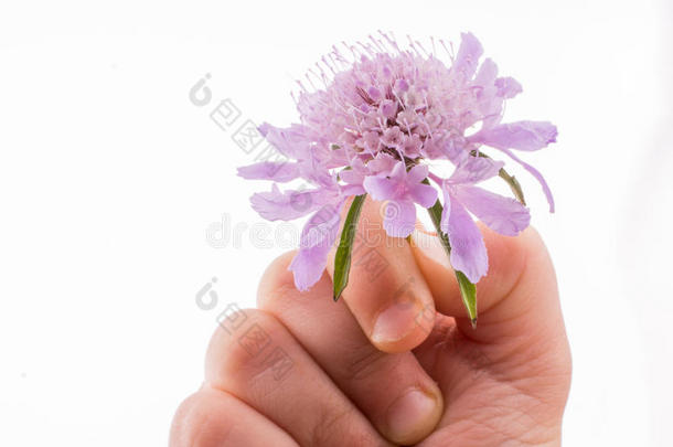 手拿着一朵紫色的花