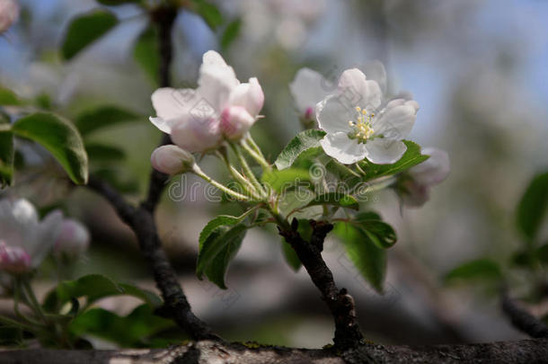 苹果<strong>树春天开花的</strong>枝条